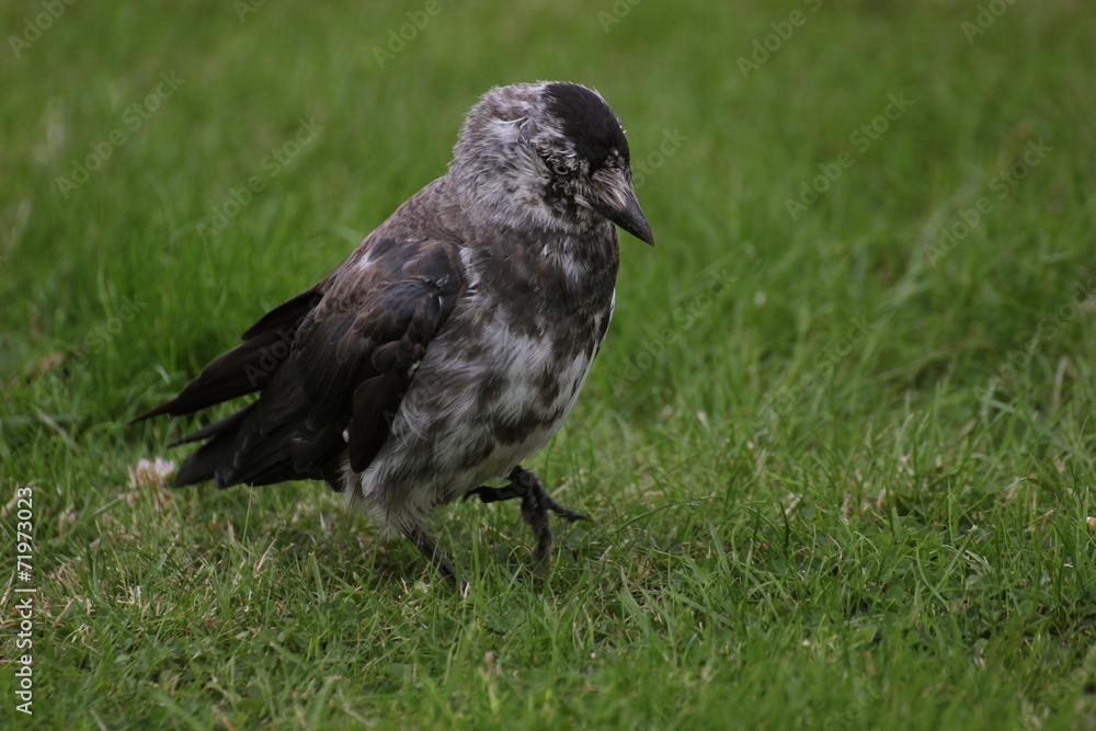 Obraz premium Brindled westerm jackdaw (Corvus monedula) on grass