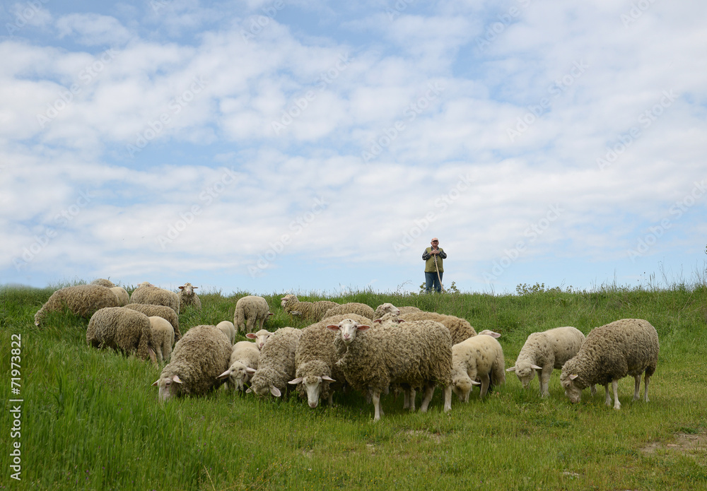 Obraz premium A flock of sheep on the pasture
