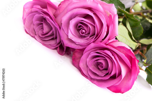 Three fresh pink roses over white background