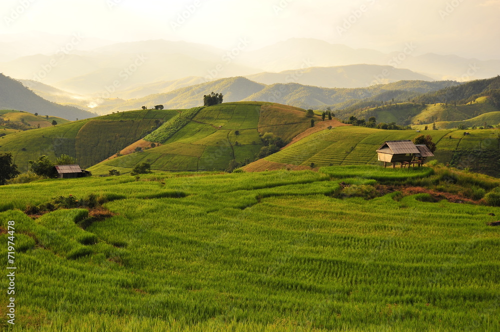 Rice Fields on the Hills Rice Fields on the Hills