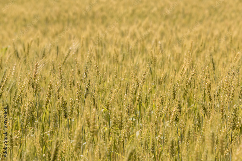 A wheat field, fresh crop of wheat A wheat field, fresh crop of wheat