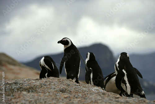 African penguins in twilights on the boulder.