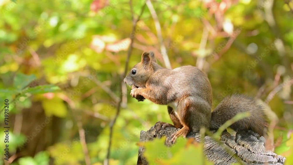 胡桃を食べるエゾリス 胡桃を食べるエゾリス