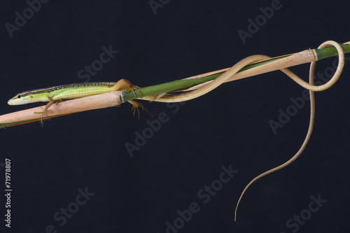 Grass lizard / Takydromus septentrionalis photo