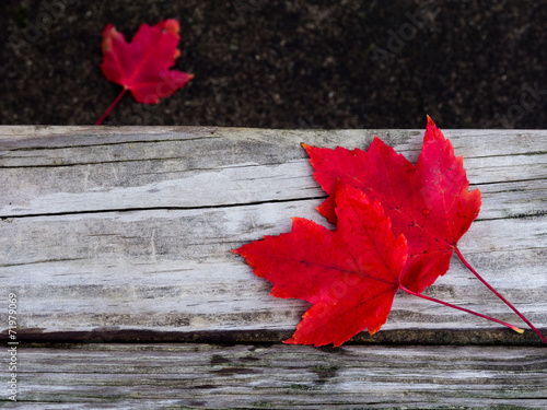 Bright red autumn leaves on the wooden bench