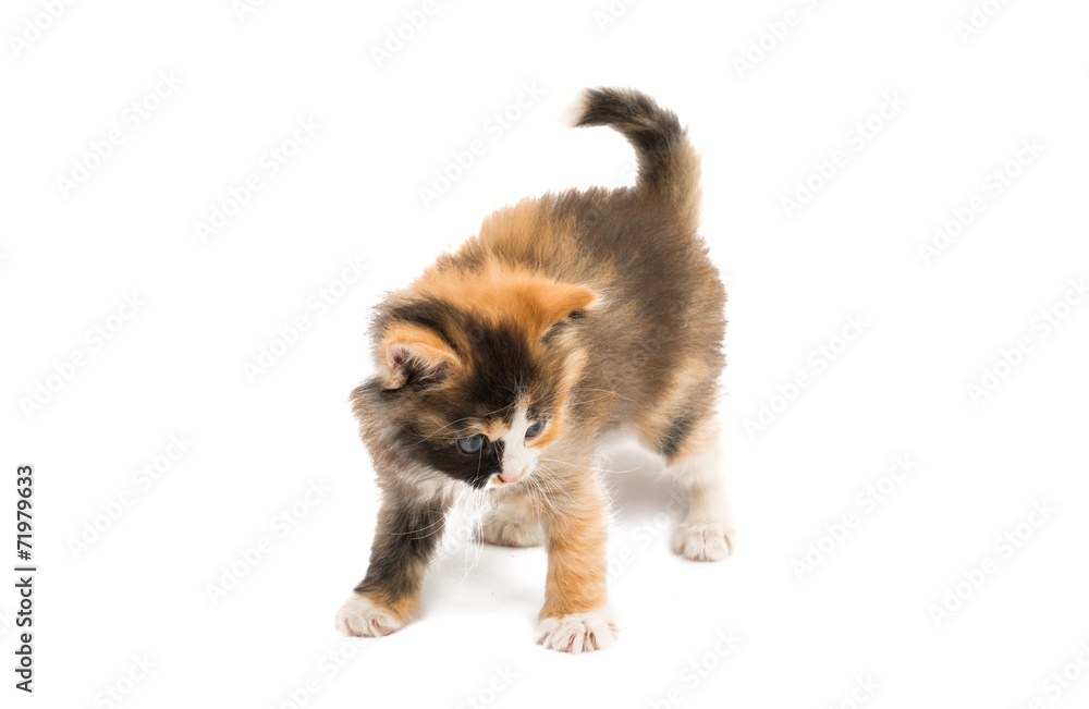 Obraz premium little kitten