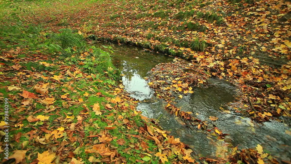 Creek in autumn forest with green grass and fallen leaves. Creek in autumn forest with green grass and fallen leaves.