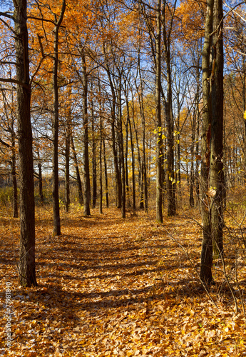 Autumn landscape. The path through the woods