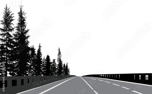 empty road with firs on roadside