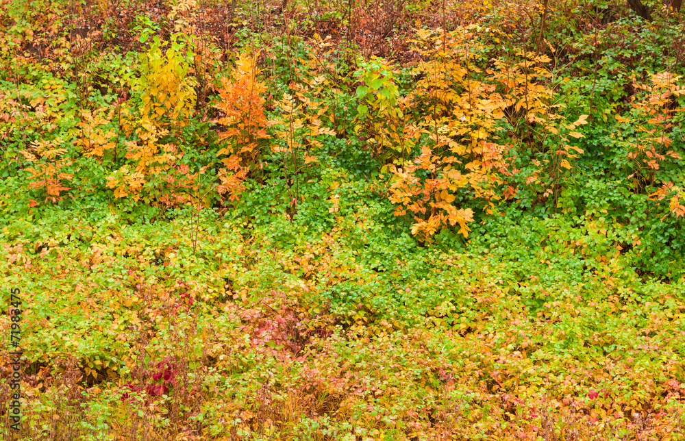 Autumn grass and leaves after rain as background