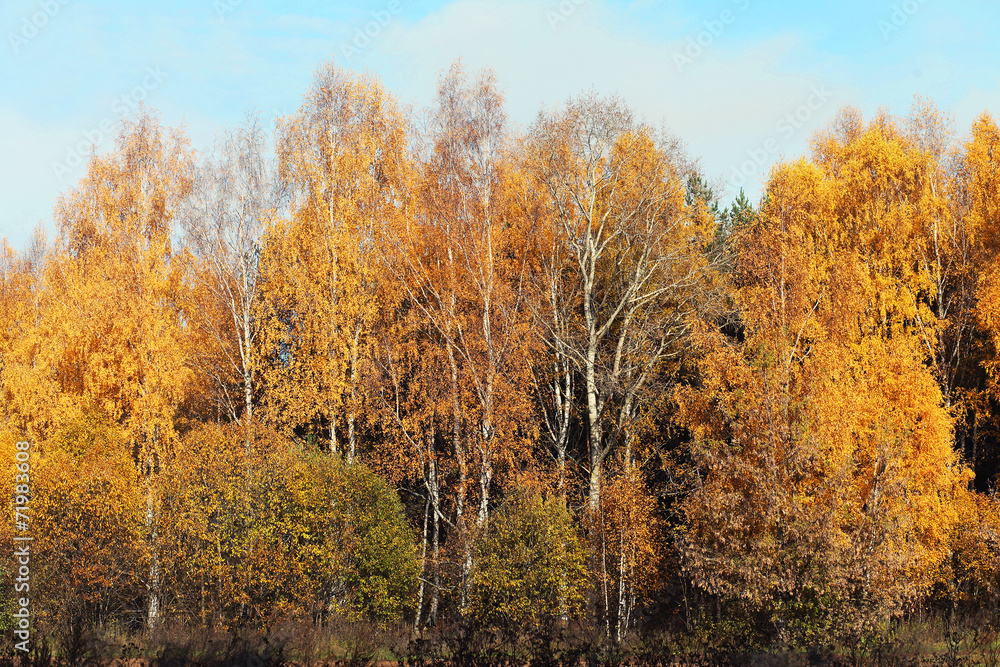 Colorful autumn landscape, forest background
