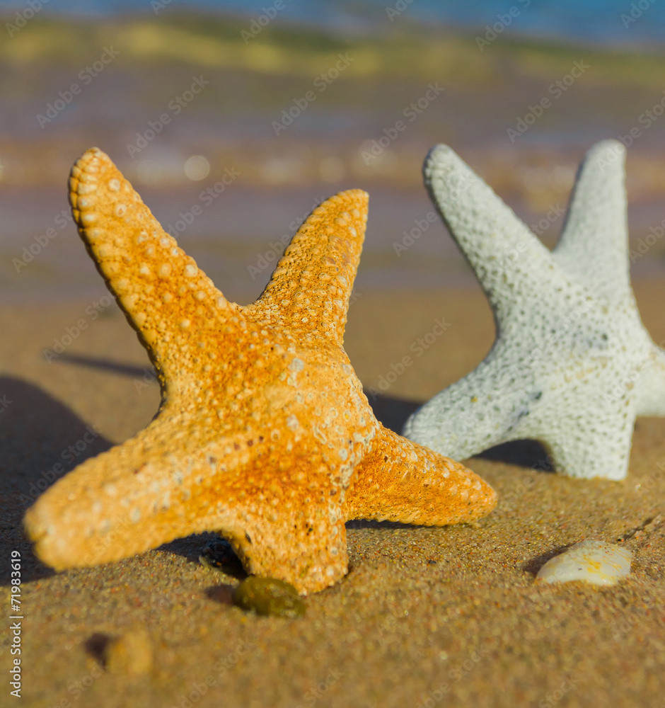 Seastar and Sunset Shade