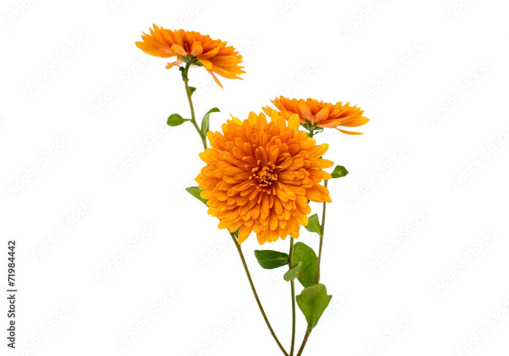 orange chrysanthemum isolated - obrazy, fototapety, plakaty 