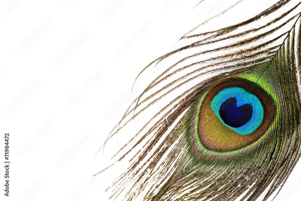 Naklejka premium Vibrant peacock feather against white background