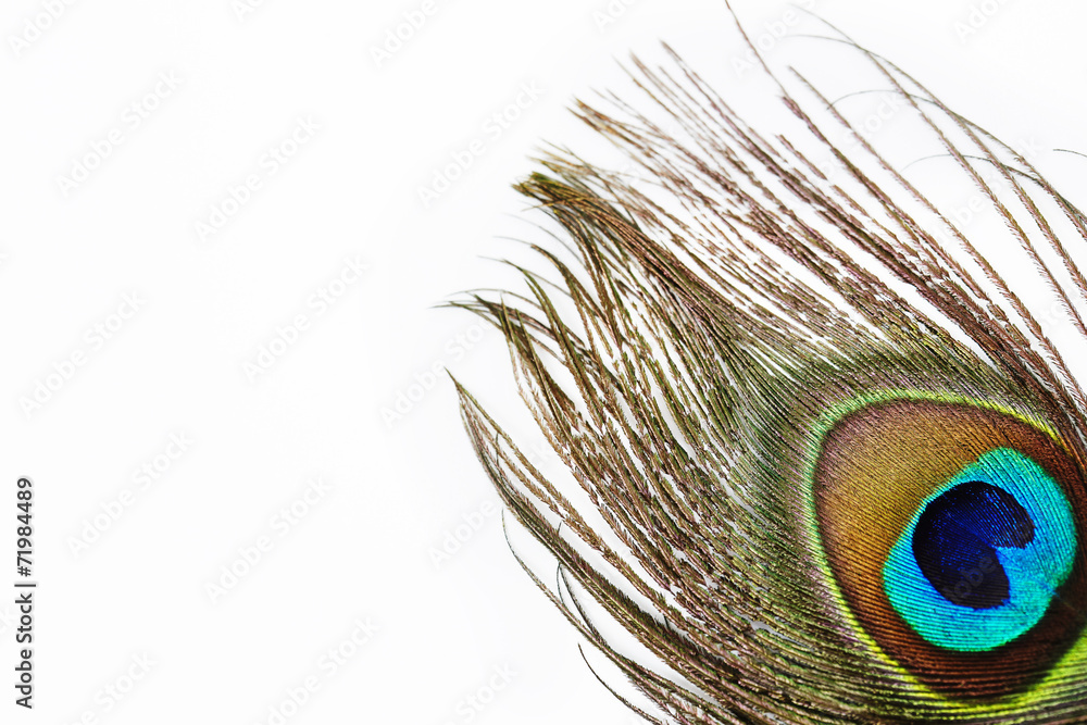 Naklejka premium Vibrant peacock feather against white background