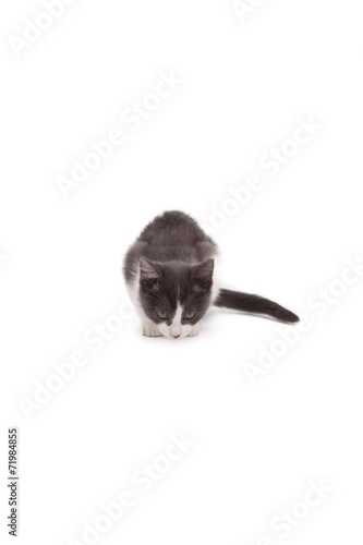 Fototapeta Naklejka Na Ścianę i Meble -  Cute kitten standing and looking down