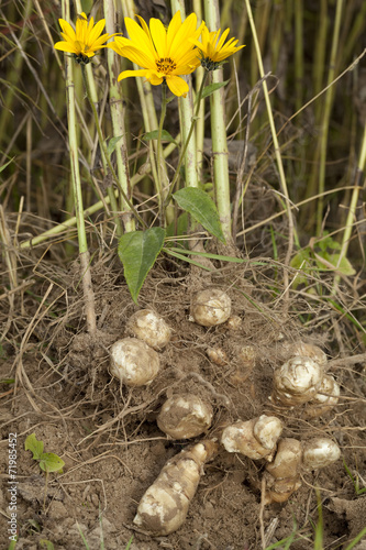 Helianthus tuberosus