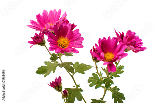 chrysanthemum