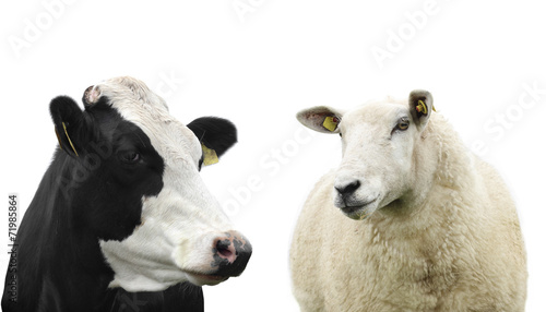Cow and Sheep isolated