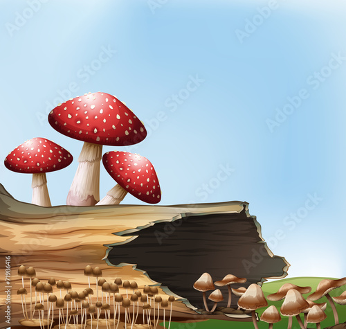 A mushroom above the stump