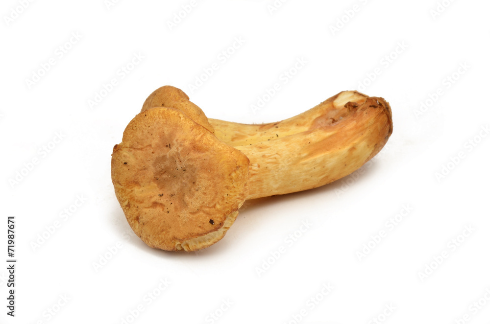 Pfifferlinge Pfifferlinge