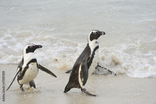  African penguins
