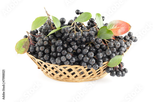 black aronia