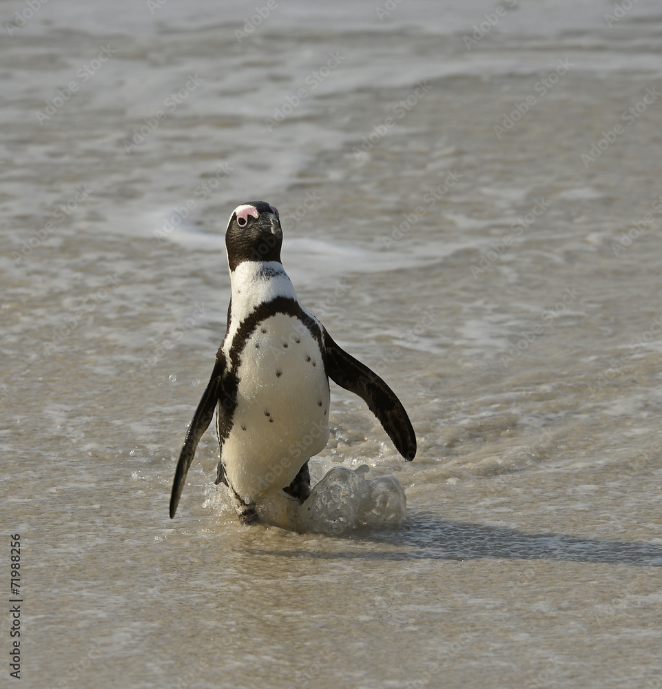 Obraz premium African penguin