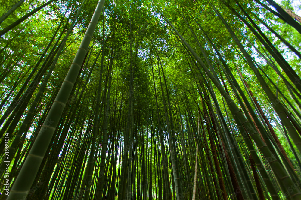 Wide spread of the Bamboo forest Wide spread of the Bamboo forest