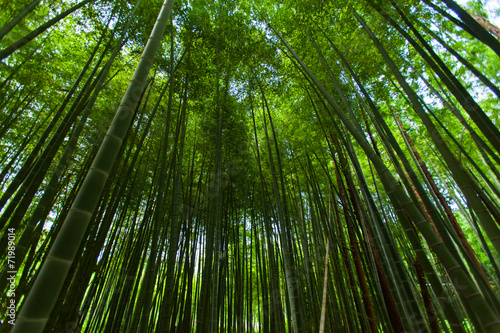 Wide spread of the Bamboo forest