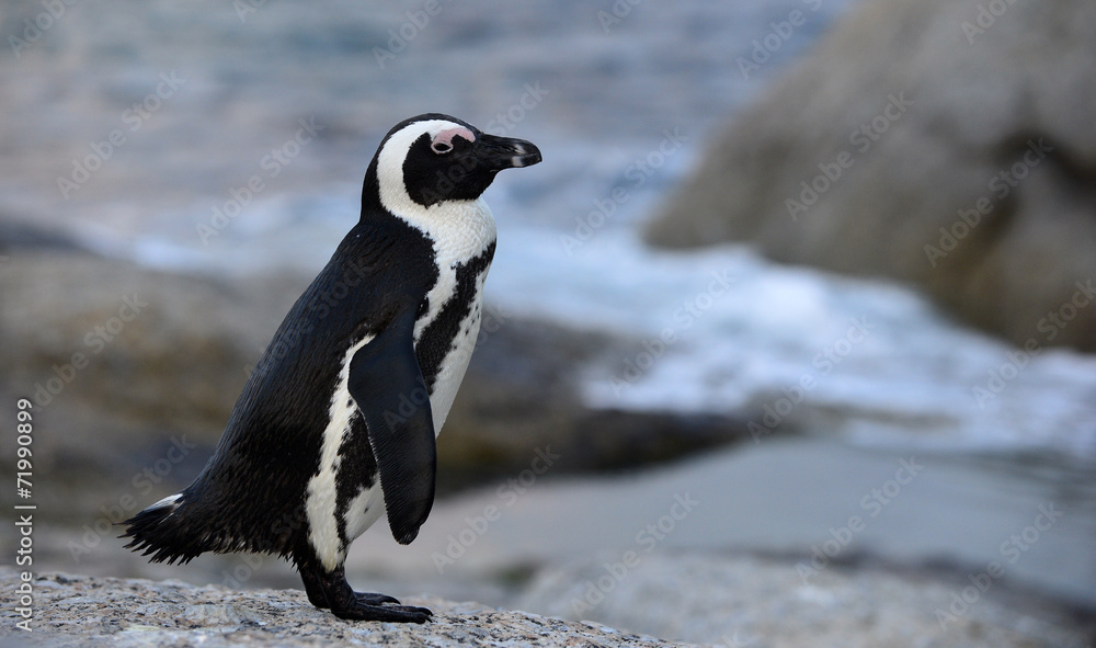 Obraz premium African penguin