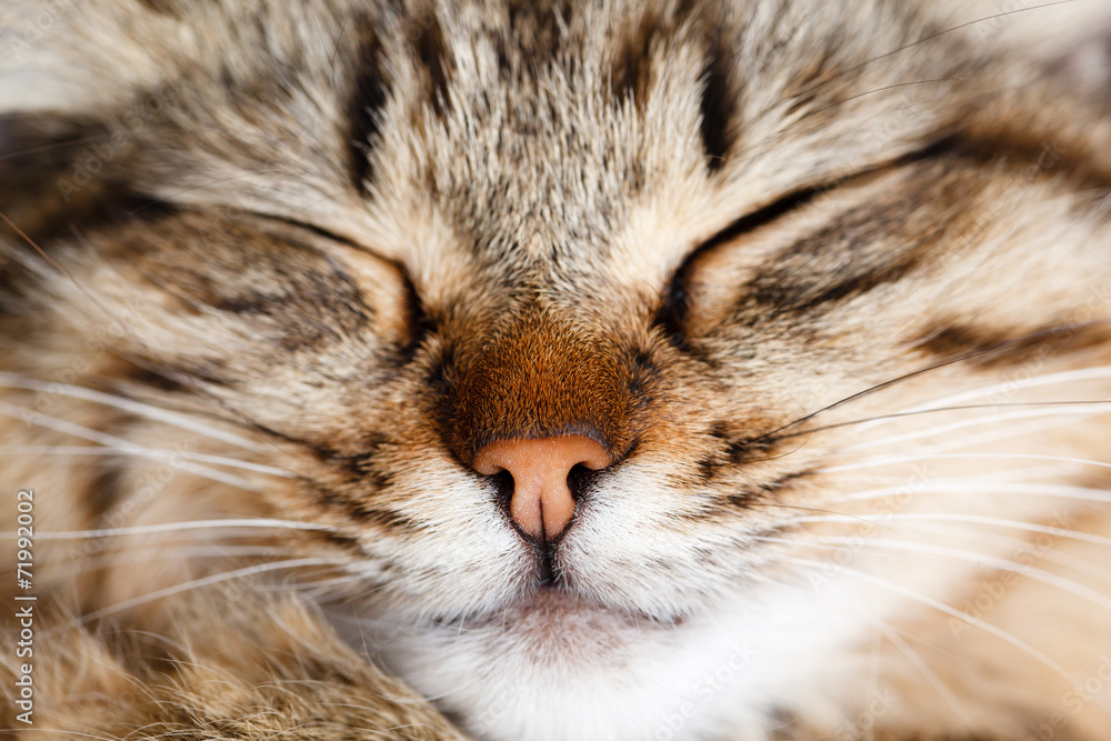 sleeping cat sleeping cat