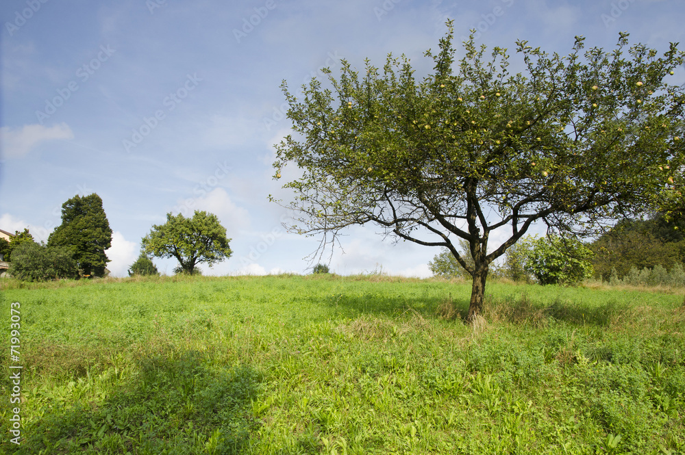 Obraz premium Albero di mele