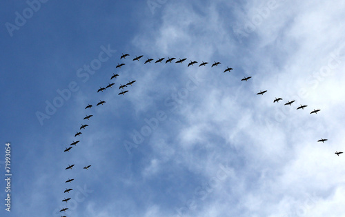 Silhouettes of flying geese in V formation.