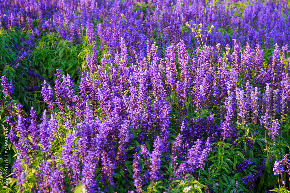 Obraz premium Lavender field in the summer