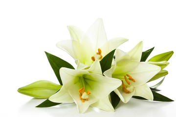 White lilies.
