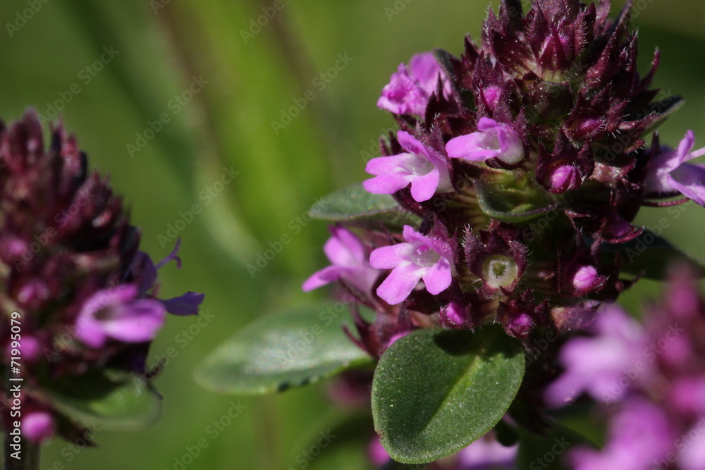 Serpolet (thymus serpyllum) Serpolet (thymus serpyllum)