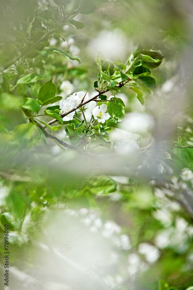순수 순수
