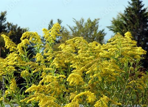 yellow blossoming wild plant golden rod