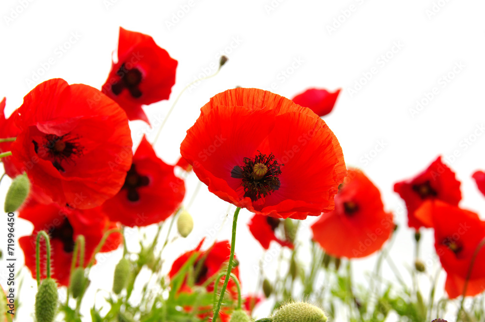 Naklejka premium red poppy