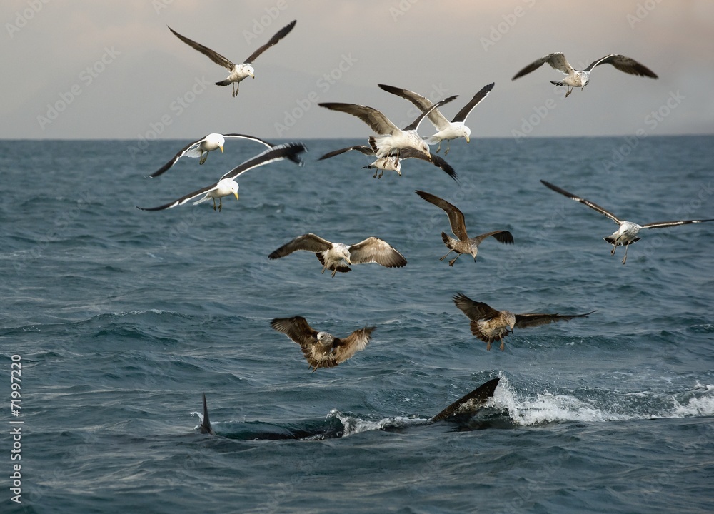 Fins of a white shark and Seagulls