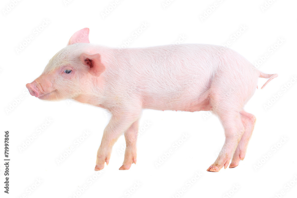 pig pig