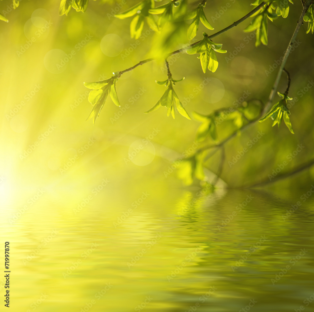 Obraz premium Sunny green leaves