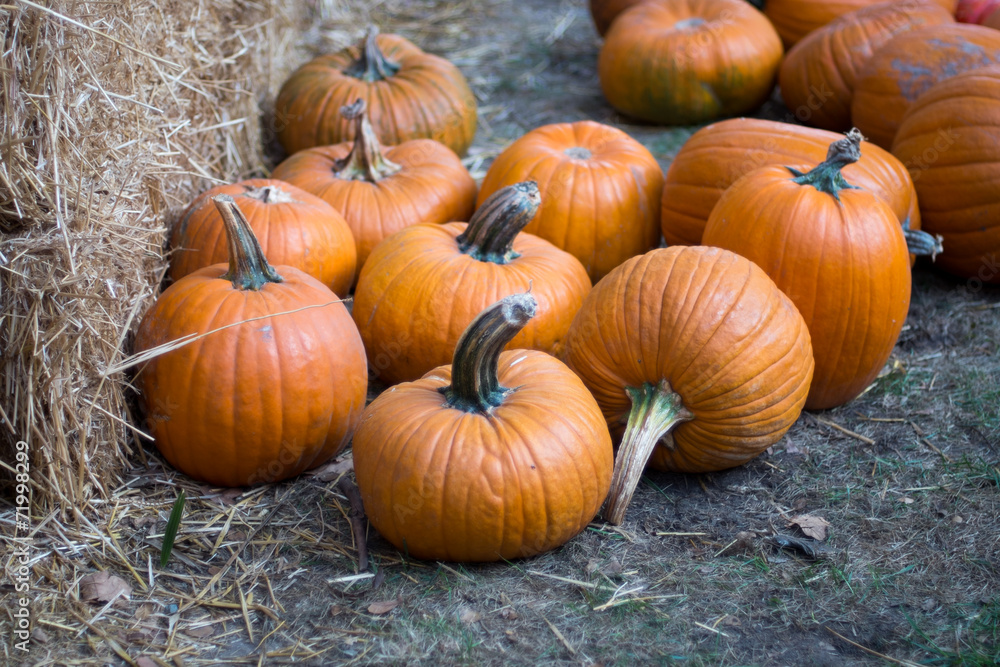 Pumpkin Halloween Pumpkin Halloween