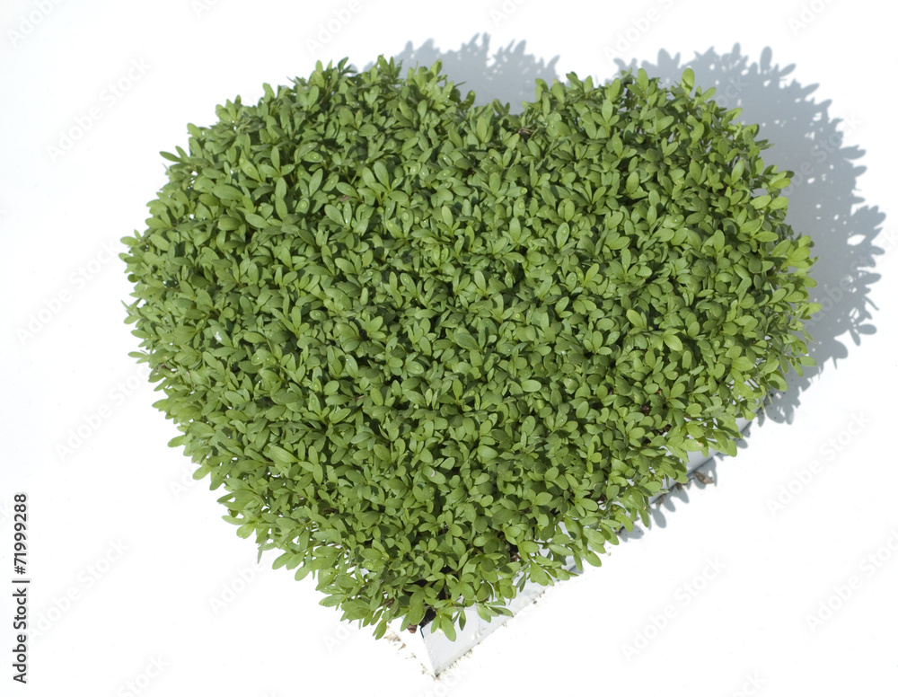 Gartenkresse Samen – Lepidium Sativum, Ca. 2000 Samen, Einfach Anzuziehen, Ganzjährig