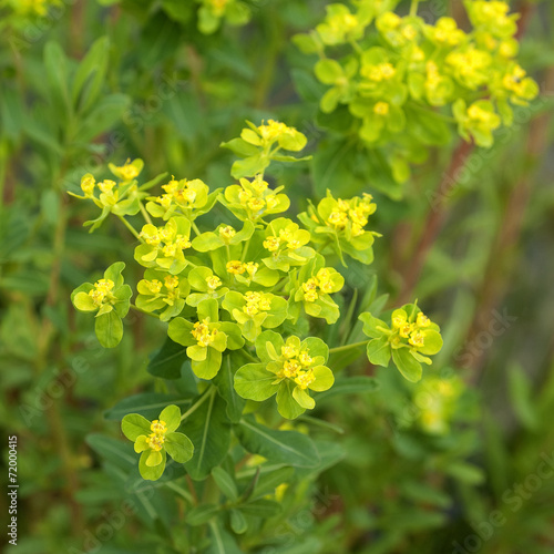 Foto Sumpfwolfsmilch; Euphorbia, palustris;