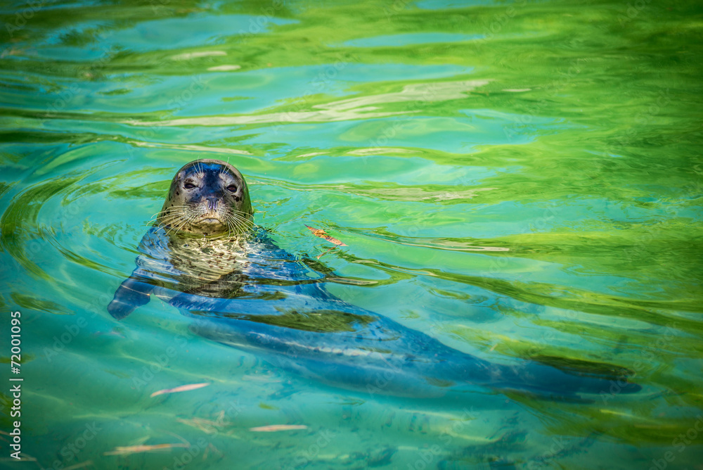 Naklejka premium foca comune - seal