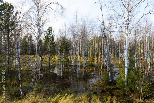 Scenic autumn landscape swamps in northern Russia
