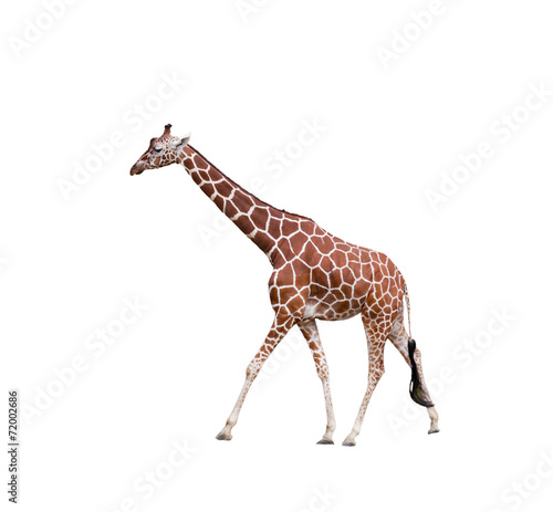 Giraffe,  isolated on a white background
