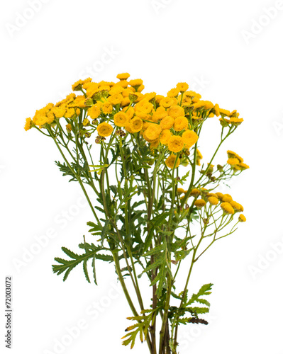 Fototapeta Naklejka Na Ścianę i Meble -  Tansy